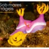 Sob Mares Frágeis