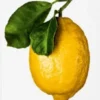 The Gourmand's Lemon - A Collection of Stories and Recipes